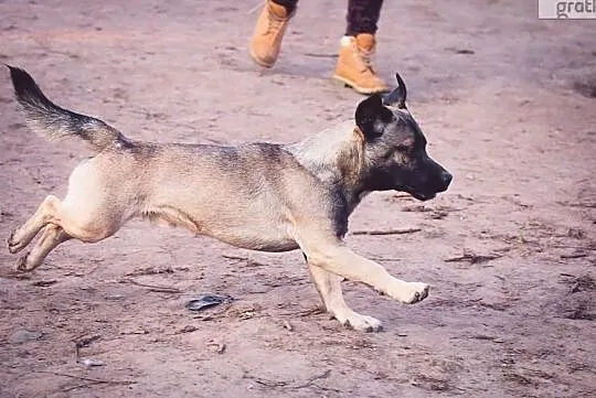 Młody wesoły towarzyski piesek poleca się do adopcji, , Wrocław