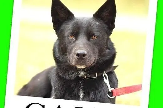 25 kg,mądra,łagodna,zrównoważona,spokojna suczka GAJA.Adopcja,  łódzkie Łódź