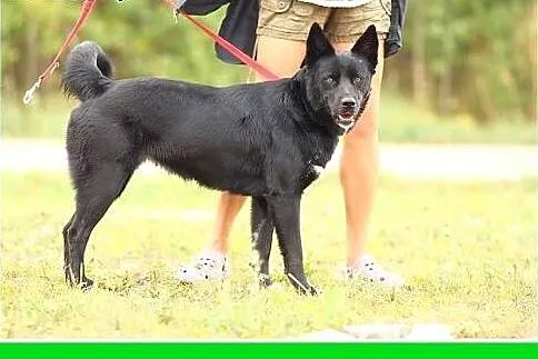 25 kg,mądra,łagodna,zrównoważona,spokojna suczka G