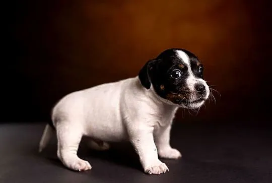 Jack Russell Terrier-piesek ZKwP FCI, Zachodniopomorskie, Drawno