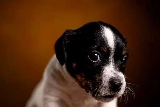 Jack Russell Terrier-piesek ZKwP FCI, Zachodniopomorskie, Drawno