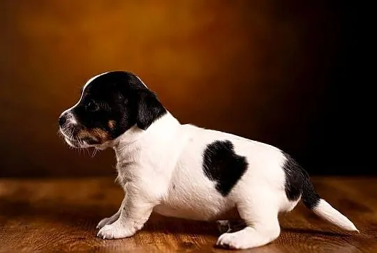 Jack Russell Terrier-piesek ZKwP FCI, Zachodniopomorskie, Drawno