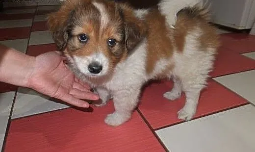 Border collie, śląskie Wodzisław Śląski