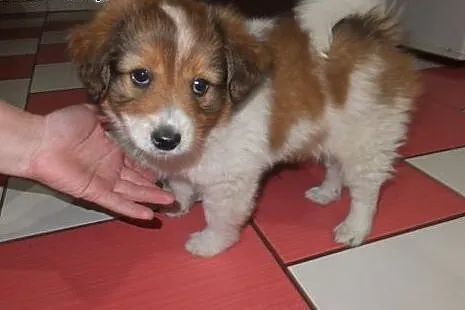 Border collie,  śląskie Wodzisław Śląski