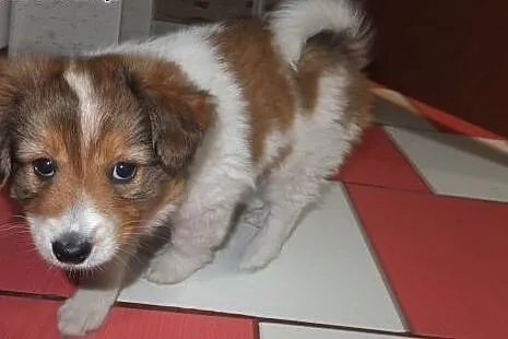 Border collie,  śląskie Wodzisław Śląski