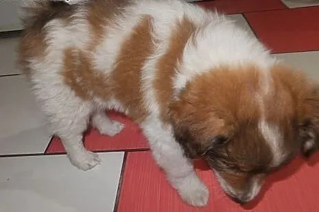 Border collie,  śląskie Wodzisław Śląski