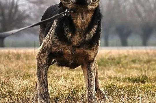 Lala, cudowna suczka, która bardzo chce zaufać!