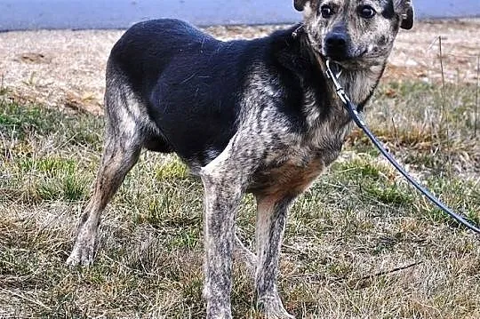 Lala, cudowna suczka, która bardzo chce zaufać!