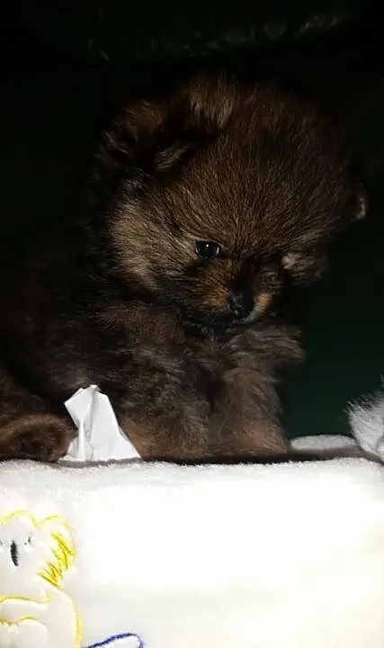 ZkwP piękny pomeranian po ojcu Thailand