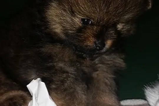 ZkwP piękny pomeranian po ojcu Thailand