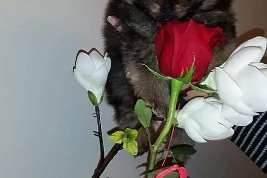 ZkwP piękny pomeranian po ojcu Thailand