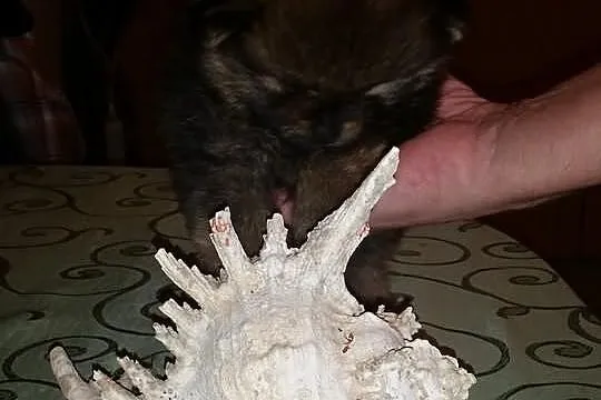 ZkwP piękny pomeranian po ojcu Thailand
