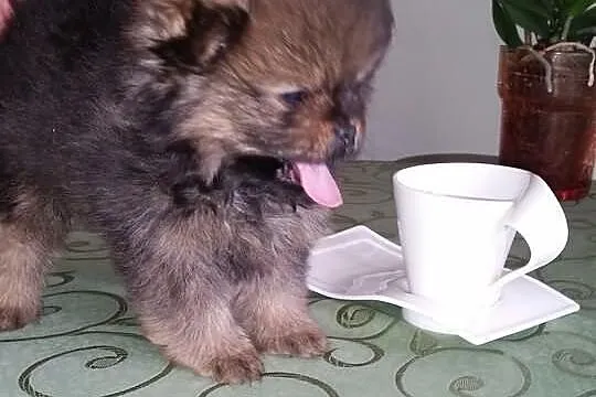 ZkwP piękny pomeranian po ojcu Thailand