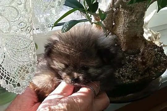 ZkwP piękny pomeranian po ojcu Thailand