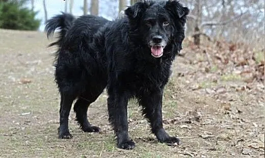 Lelek- wielki misiek szuka domu! ;), kujawsko-pom