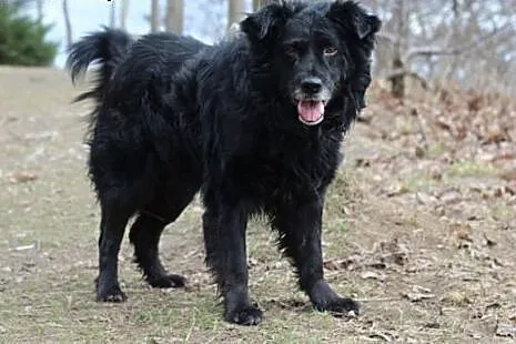 Lelek- wielki misiek szuka domu! ;),  kujawsko-pom