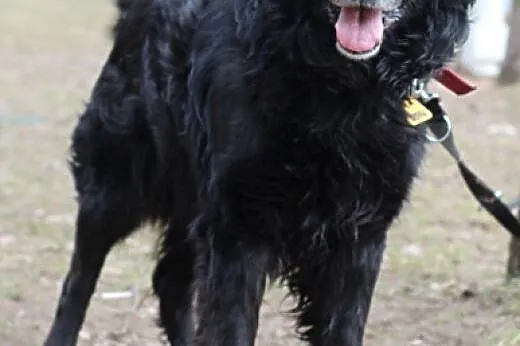 Lelek- wielki misiek szuka domu! ;),  kujawsko-pom