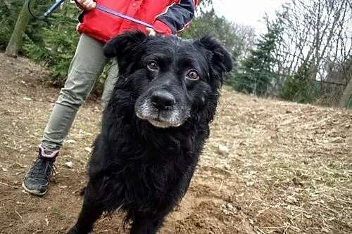Lelek- wielki misiek szuka domu! ;),  kujawsko-pom
