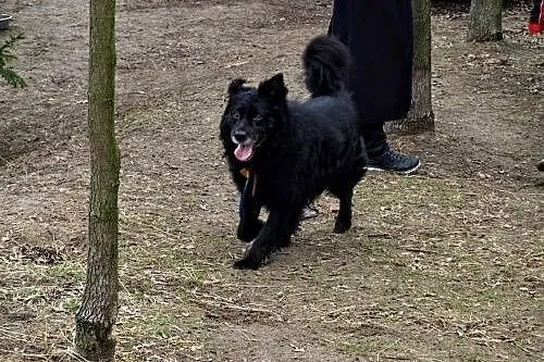 Lelek- wielki misiek szuka domu! ;),  kujawsko-pom
