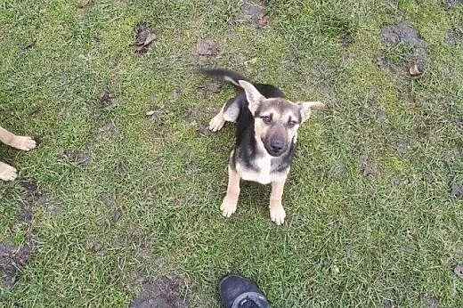 Dwie sunie mini owczareczki 3 miesieczne,adopcja!!,  śląskie Katowice