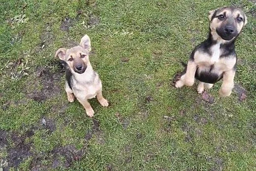 Dwie sunie mini owczareczki 3 miesieczne,adopcja!!