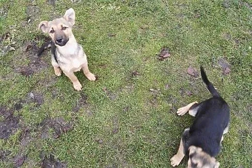 Dwie sunie mini owczareczki 3 miesieczne,adopcja!!