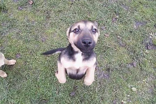 Dwie sunie mini owczareczki 3 miesieczne,adopcja!!
