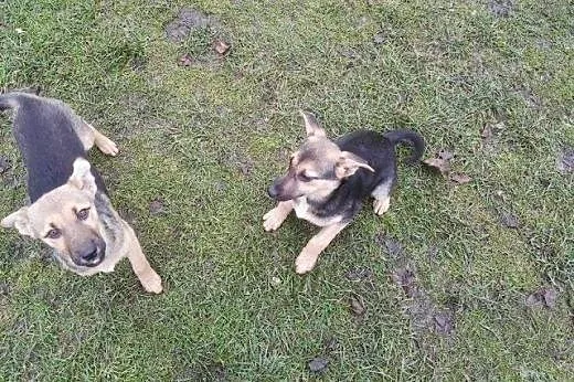 Dwie sunie mini owczareczki 3 miesieczne,adopcja!!