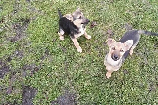 Dwie sunie mini owczareczki 3 miesieczne,adopcja!!