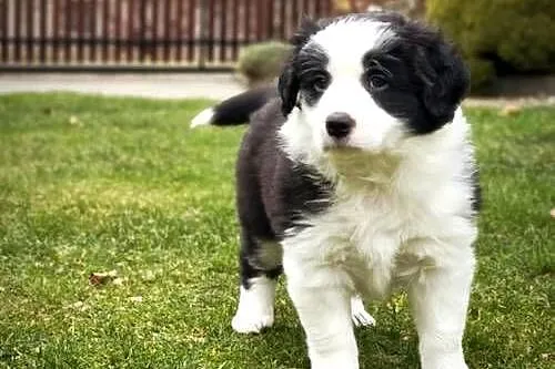 Piesek Border Collie, Podkarpackie, Krosno