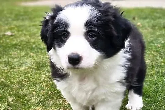 Piesek Border Collie, Podkarpackie, Krosno