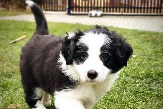 Piesek Border Collie, Podkarpackie, Krosno