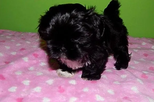 Shih Tzu Prześliczne Biało Czarne i Czarne Maluszki