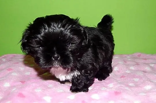 Shih Tzu Prześliczne Biało Czarne i Czarne Maluszki, Małopolskie, Olkusz