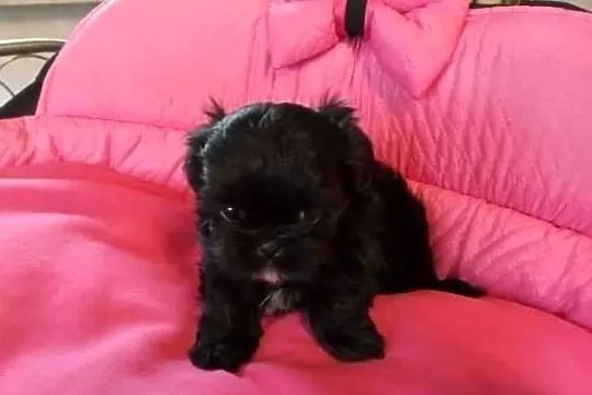 Shih Tzu Prześliczne Biało Czarne i Czarne Maluszki, Małopolskie, Olkusz