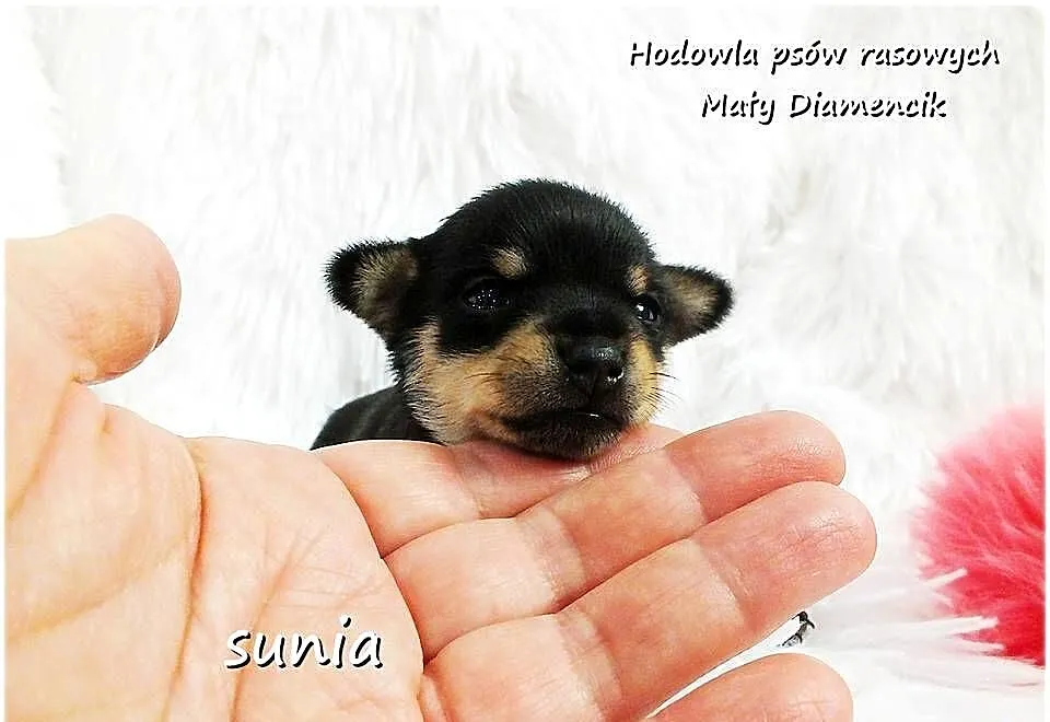Mini Suczka Ratlerek XS! Pinczer miniaturowy z Rodowodem Do REZERWACJI !!!, Lubuskie, Żary