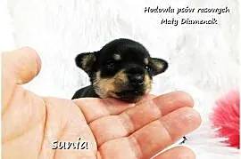 Mini Suczka Ratlerek XS! Pinczer miniaturowy z Rodowodem Do REZERWACJI !!!