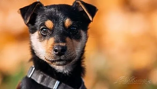 JJ - kochany 3 kg SZCZENIAK do ADOPCJI - rezolutna