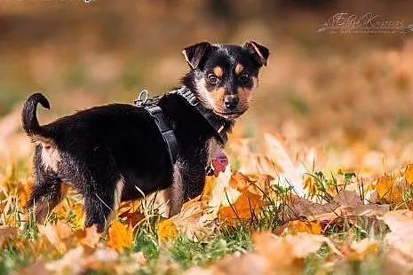 JJ - kochany 3 kg SZCZENIAK do ADOPCJI - rezolutna