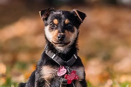 JJ - kochany 3 kg SZCZENIAK do ADOPCJI - rezolutna