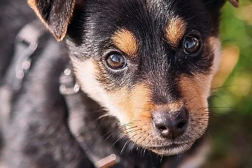 JJ - kochany 3 kg SZCZENIAK do ADOPCJI - rezolutna