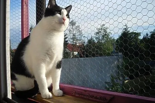 Nelson (fiv +) – duuuży miziak do adopcji!,  mazowieckie Warszawa