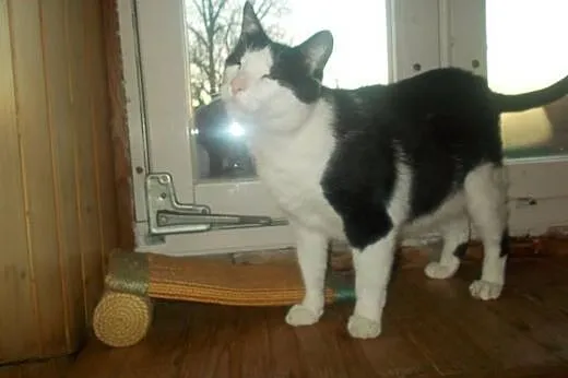Nelson (fiv +) – duuuży miziak do adopcj