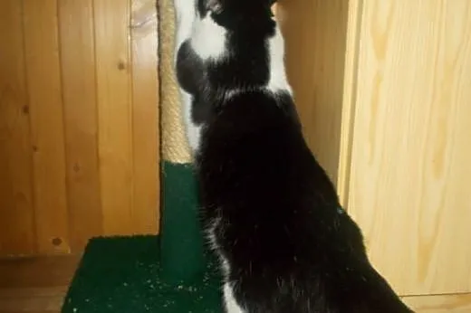 Nelson (fiv +) – duuuży miziak do adopcj