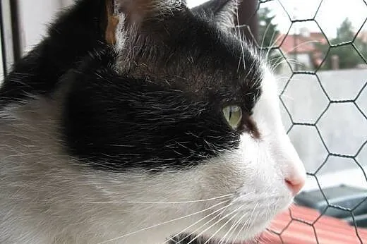 Nelson (fiv +) – duuuży miziak do adopcj