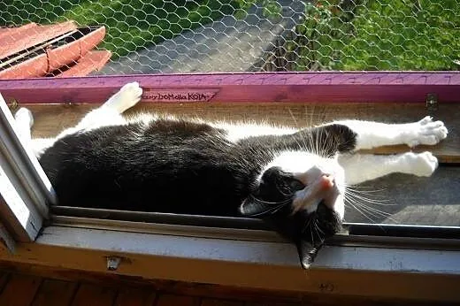 Nelson (fiv +) – duuuży miziak do adopcj