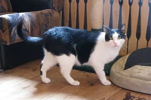 Nelson (fiv +) – duuuży miziak do adopcj