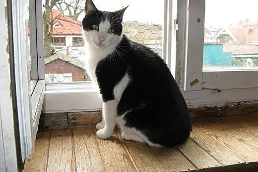 Nelson (fiv +) – duuuży miziak do adopcj