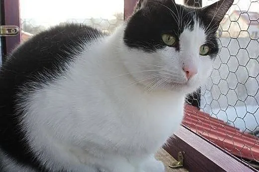 Nelson (fiv +) – duuuży miziak do adopcj