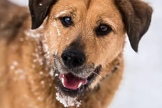 LEJLA energiczna, śliczna do adopcji,  dolnośląski